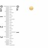 Thumbnail Image 2 of 4.0mm Ball Stud Earrings in 14K Gold
