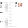 Thumbnail Image 2 of 5.0mm Morganite Stud Earrings in 10K Rose Gold