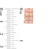 Thumbnail Image 2 of Lab-Created Pink Opal Huggie Hoop Earrings in Sterling Silver with 18K Rose Gold Plate