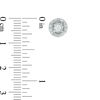Thumbnail Image 2 of 0.20 CT. T.W. Diamond Swirl Stud Earrings in 10K White Gold