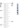 Thumbnail Image 2 of Vera Wang Love Collection 0.12 CT. T.W. Diamond and Blue Sapphire Alternating Hoop Earrings in Sterling Silver