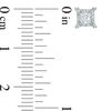 Thumbnail Image 2 of 0.25 CT. T.W. Princess-Cut Diamond Solitaire Stud Earrings in 10K White Gold