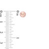 Thumbnail Image 2 of 6.0mm Ball Stud Earrings in 14K Rose Gold