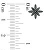 Thumbnail Image 2 of 0.15 CT. T.W. Black Diamond Star Stud Earrings in Sterling Silver