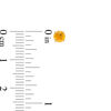 Thumbnail Image 3 of 4.0mm Citrine Solitaire Stud Earrings in 14K Gold