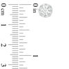 Thumbnail Image 2 of 1.50 CT. T.W. Certified Canadian Diamond Frame Stud Earrings in 14K White Gold (I/I2)