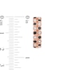 Thumbnail Image 3 of 0.45 CT. T.W. Enhanced Black and White Diamond Alternating Double Row Hoop Earrings in 10K Rose Gold