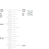 Thumbnail Image 2 of 0.46 CT. T.W. Certified Lab-Created Diamond Solitaire Stud Earrings in 14K White Gold (F/SI2)