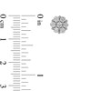 Thumbnail Image 3 of 0.29 CT. T.W. Composite Diamond Flower Stud Earrings in 10K White Gold