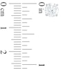 Thumbnail Image 2 of 1.70 CT. T.W. Diamond Solitaire Stud Earrings in 10K White Gold