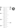 Thumbnail Image 1 of 0.95 CT. T.W. Black Diamond Solitaire Stud Earrings in 14K White Gold
