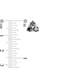 Thumbnail Image 3 of 1.50 CT. T.W. Black and White Diamond Triad Stud Earrings in 10K White Gold