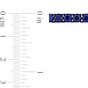 Thumbnail Image 3 of Men's Blue Lab-Created Sapphire Tennis Bracelet in Sterling Silver with Black Rhodium - 9.0"