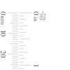 Thumbnail Image 3 of 0.30 CT. T.W. Certified Lab-Grown Diamond Solitaire Stud Earrings in Sterling Silver (F/SI2)